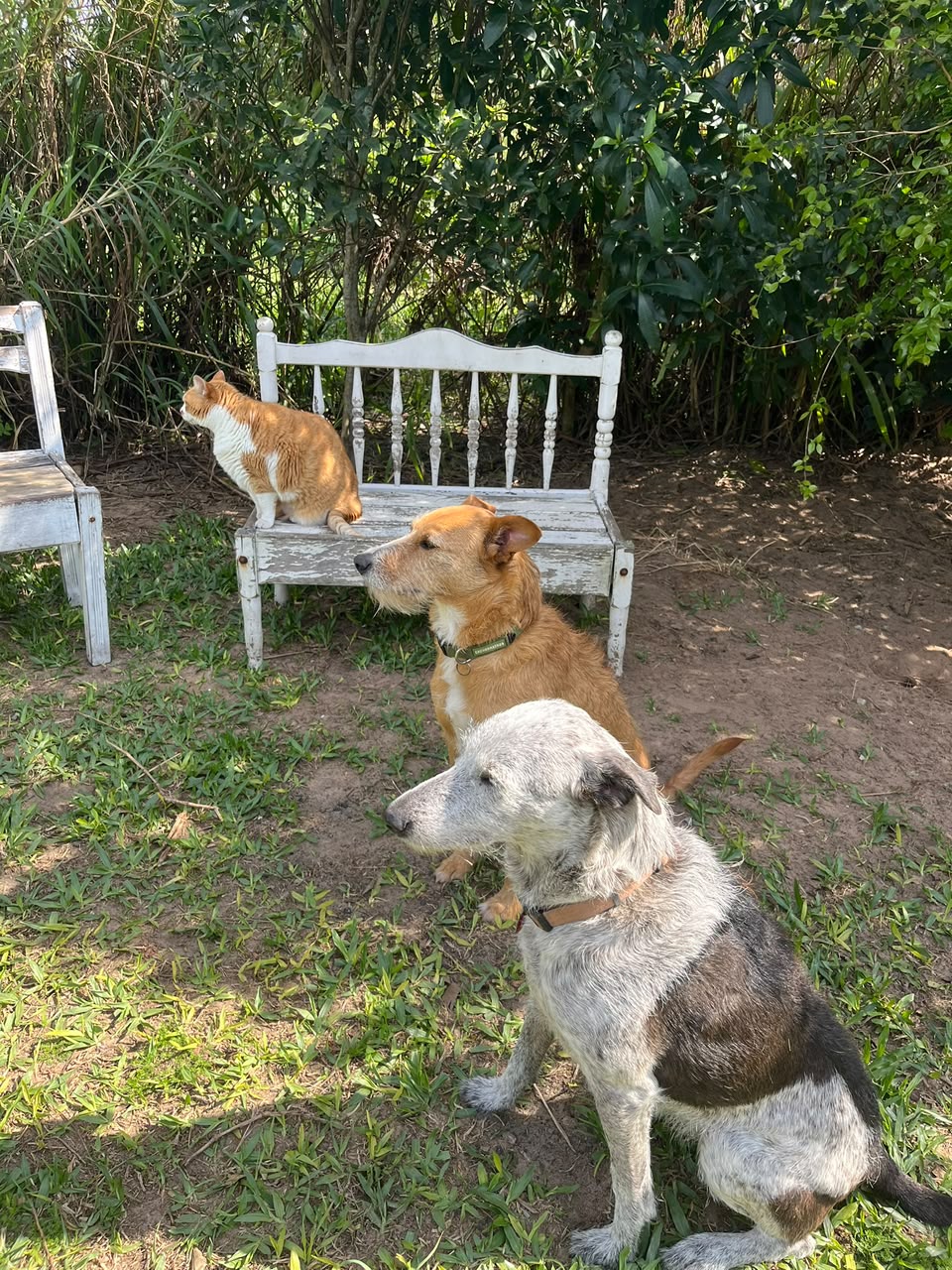 Fiapo e Amora juntos no Pico