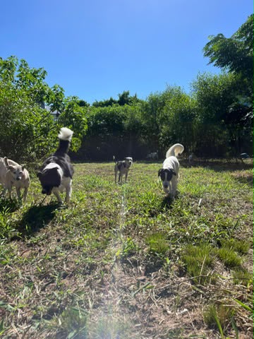 Cães explorando o espaço natural do Pico
