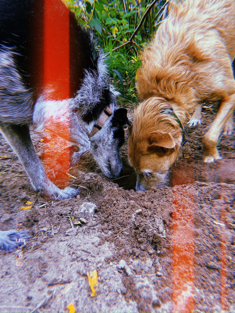 Fiapo explorando e brincando no Pico