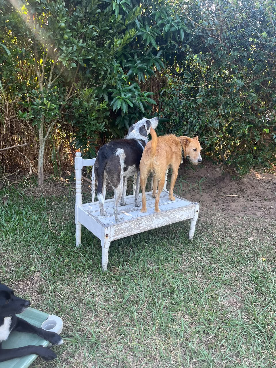 Fiapo e Amora vivendo a rotina do Pico