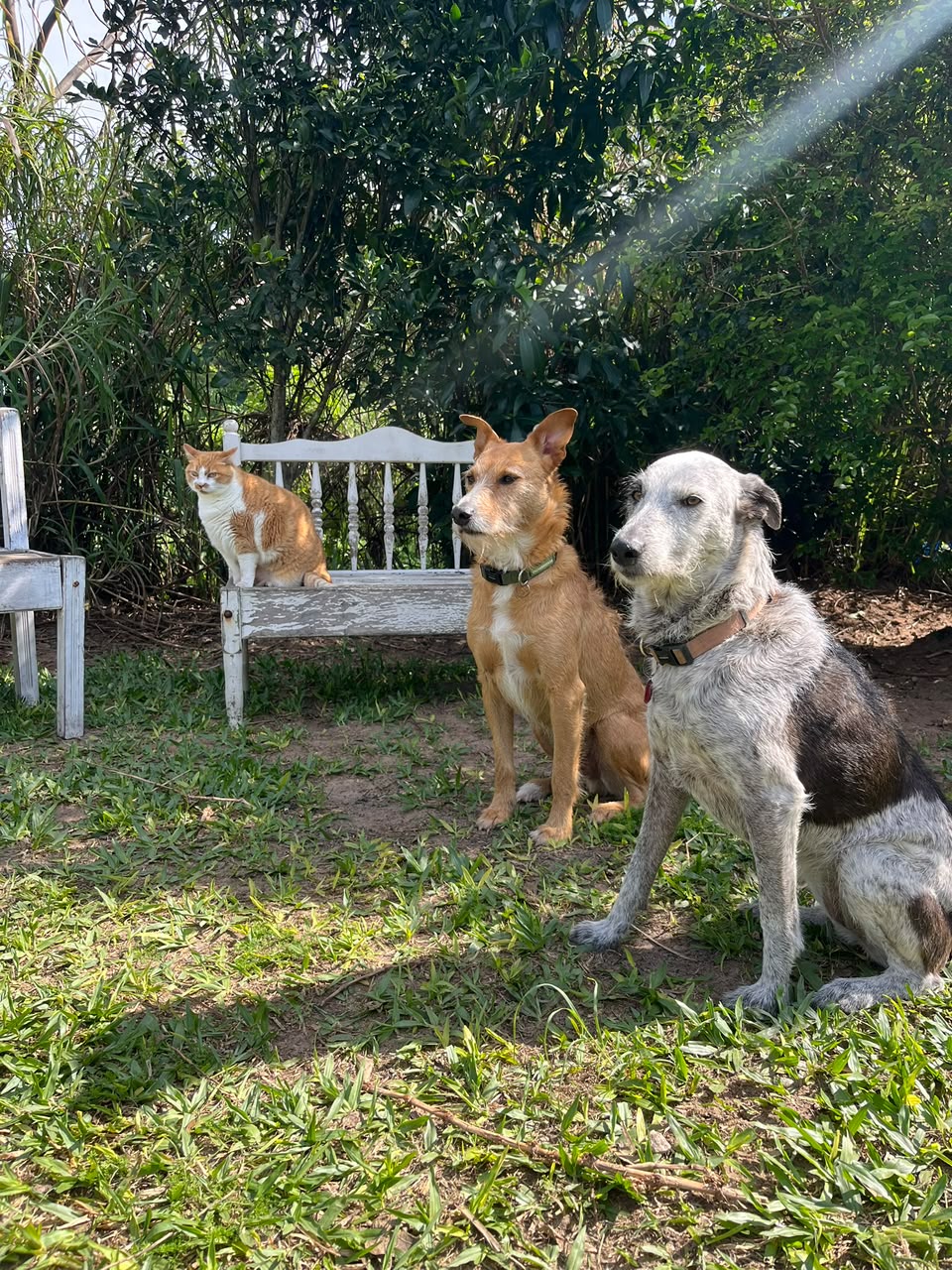 Fiapo e Amora juntos no Pico